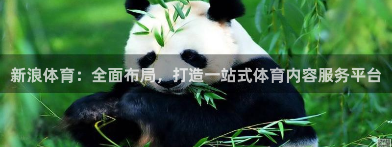 新浪体育：全面布局，打造一站式体育内容服务平台